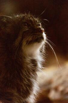 マヌルネコ マヌルネコの写真