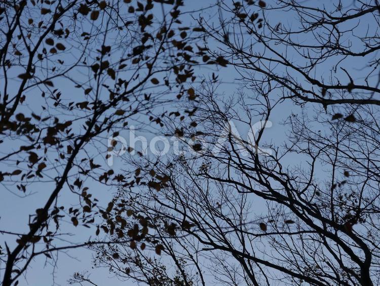 冬の枯れ枝のシルエット 枝,枯れた,冬の写真素材