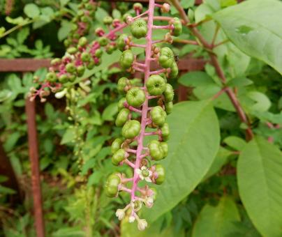 【植物写真】ヨウシュヤマゴボウ 【植物写真】ヨウシュヤマゴボウの写真