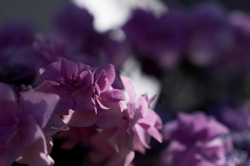 アジサイの写真