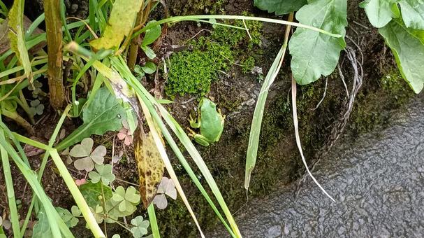 ニホンアマガエル ニホンアマガエル ニホンアマガエル,アマガエル,雨蛙の写真素材