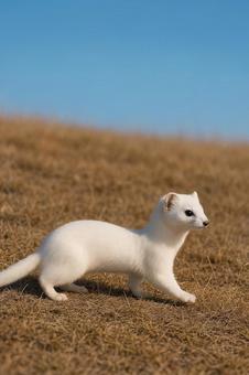 草原で歩く冬毛のオコジョの写真