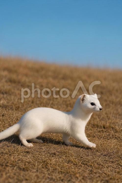草原で歩く冬毛のオコジョ オコジョ,イタチ,自然の写真素材