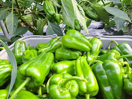 夏野菜ピーマンの収穫 夏野菜ピーマンの収穫 ピーマン,夏野菜,食黄色野菜の写真素材