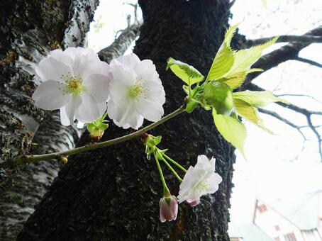 八重桜 八重桜の写真