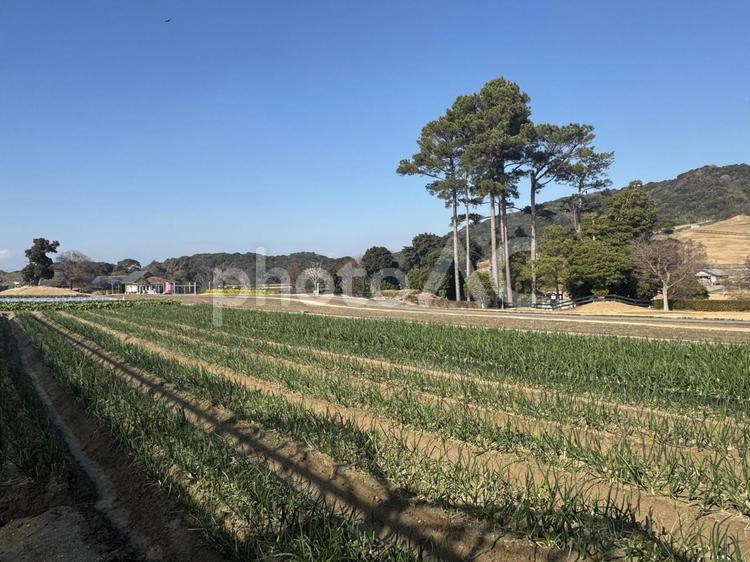 農地の風景、畑 農地,畑,農業の写真素材
