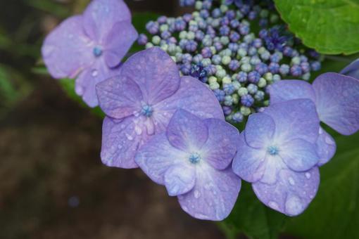 紫陽花 紫陽花の写真