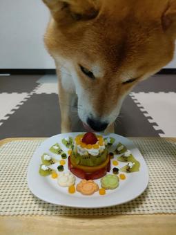 Photo, dog, shiba inu, shiva, 