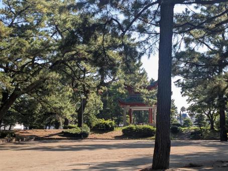 天保山公園の松林の向こうに見える共月亭 天保山公園の松林の向こうに見える共月亭の写真