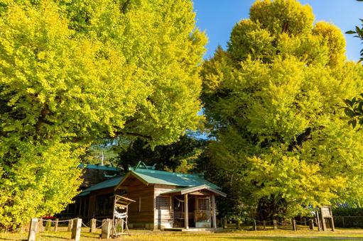 宮浦宮の夫婦イチョウの風景(霧島市) 宮浦宮の夫婦イチョウの風景(霧島市)の写真