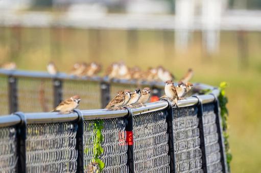 スズメ(79) 鳥,スズメ,野鳥の写真素材