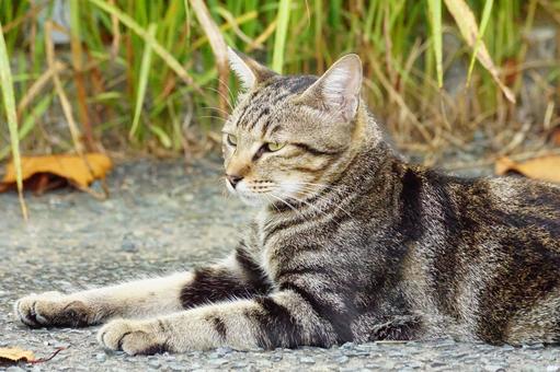 ねこ ねこ ねこ,野良,動物の写真素材