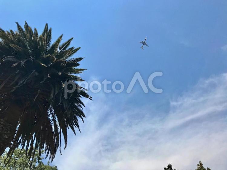 飛行機と空とヤシの木 リゾート,メキシコ,風景の写真素材
