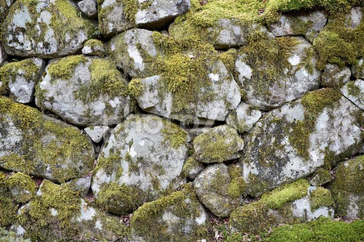 苔むした石垣 石垣,苔,地衣類の写真素材