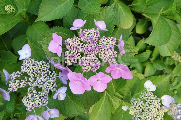 アジサイは５分咲き  あじさい,紫陽花,花の写真素材