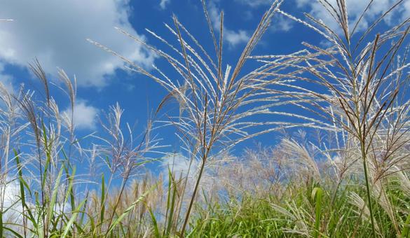 ススキの写真