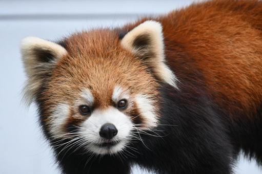 レッサーパンダ レッサーパンダ,動物,動物園の写真素材