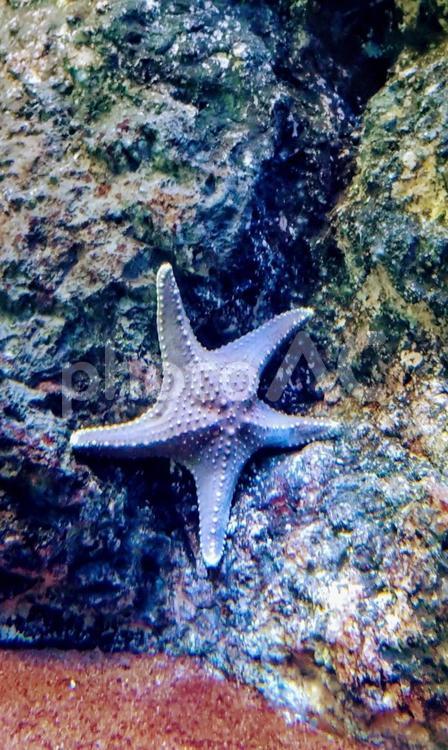 水槽の中の岩に貼りついたヒトデ すいぞくかん,海の生き物,生き物の写真素材
