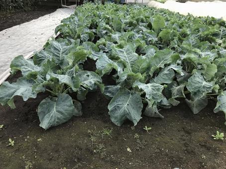 野菜畑 野菜畑の写真