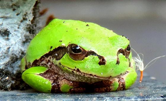 カエル カエル カエル,アマガエル,雨蛙の写真素材
