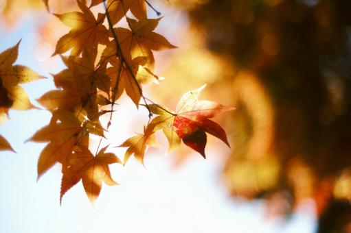 紅葉 紅葉の写真