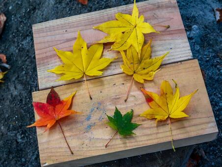 宝登山のもみじ 長瀞,紅葉,風景の写真素材