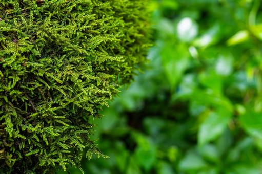 Photo, high gouge, this moss, terrarium, 