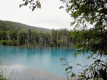 白金青い池 白金青い池 白金青い池,青い池,美瑛の写真素材