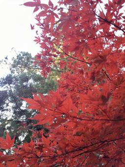 真っ赤な紅葉の写真