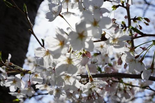桜 さくら サクラ 桜 さくら サクラの写真