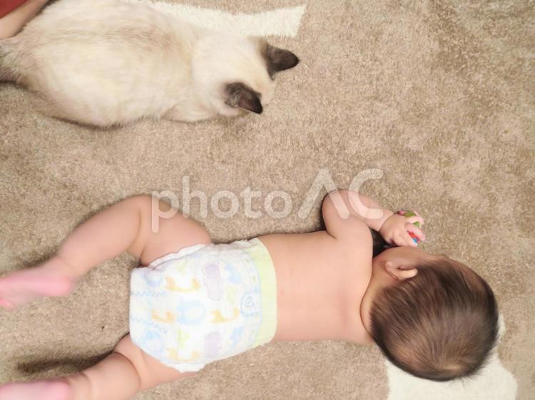 あかちゃんとねこ 1,おむつ,おもちゃの写真素材