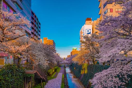 乞田川の両岸桜並木 桜,川,歩道の写真素材