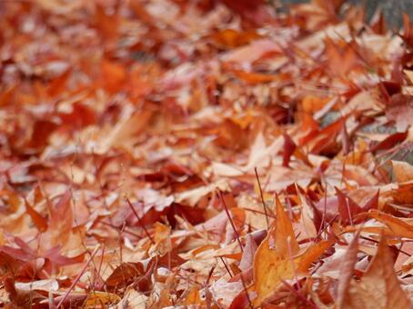 【風景写真】晩秋の風景 落ち葉,植物,季節の写真素材