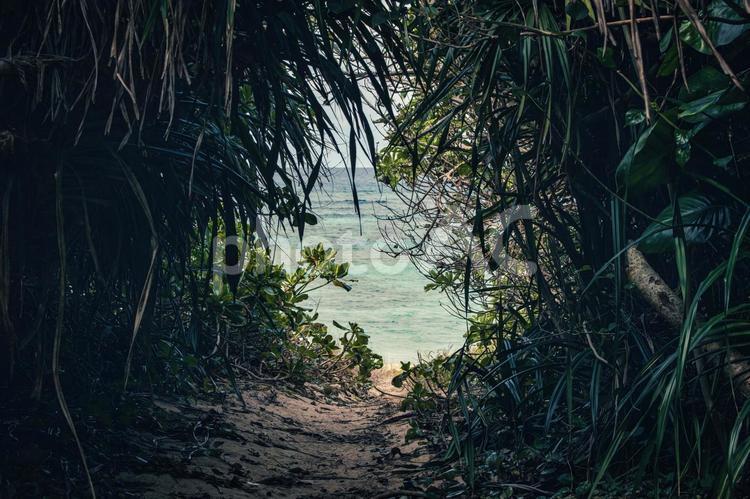 海へと続く、秘密の抜け道 抜け道,海,ビーチの写真素材