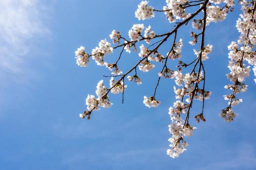 桜と青空 桜と青空の写真