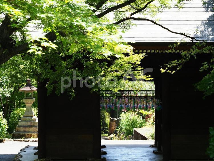 青もみじ祭りの普門寺仁王門（愛知県） 普門寺,青もみじ祭り,もみじ寺の写真素材