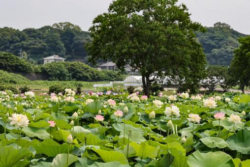 満開のハス 満開のハスの写真