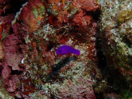 クレナイニセスズメ クレナイニセスズメ,魚,ダイビングの写真素材