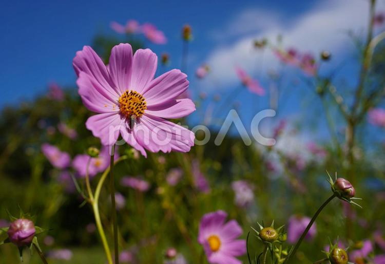風に揺れる可憐な秋桜 秋桜,コスモス,秋の花の写真素材
