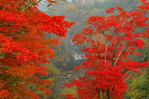 養老渓谷 養老渓谷,粟又の滝,滝の写真素材