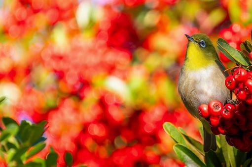 Pyracantha and Japanese white-eye copy space, JPG Pyracantha and Japanese white-eye copy space, JPG