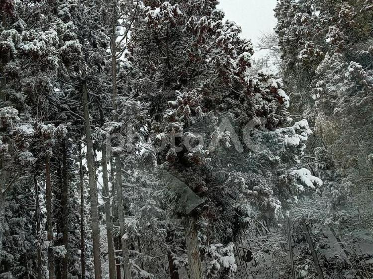 木に降り積もった雪 冬,風景,雪の写真素材