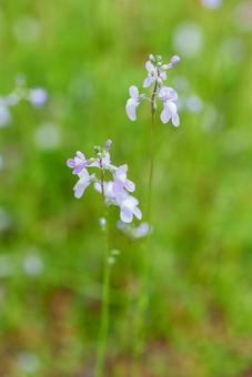 Photo, matsu bouncer run, pine leaves alpine, spring flower, 