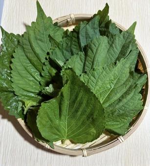 えごま えごま 野菜,新鮮野菜,とれたての写真素材