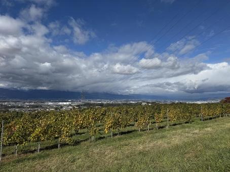 東雲の丘より晩秋の信州（松本市方面） 晩秋,ワイン用ぶどう,畑の写真素材