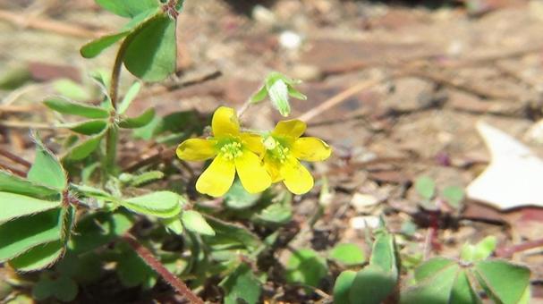 小さなカタバミの花 小さなカタバミの花の写真