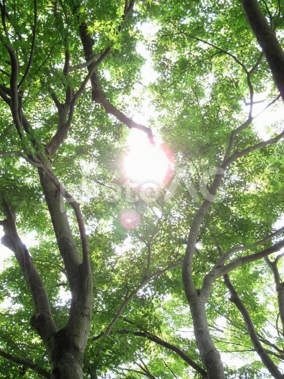 木漏れ日 新緑,木漏れ日,緑の写真素材