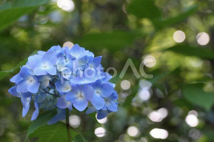 青いアジサイ アジサイ,紫陽花,青の写真素材