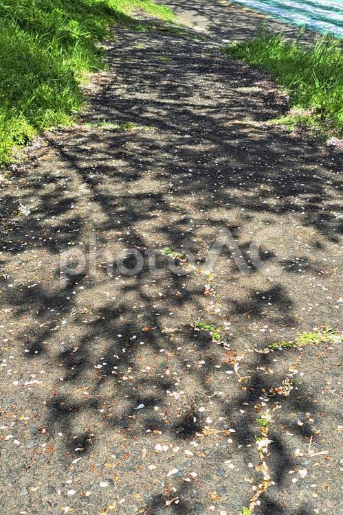 木漏れ日 土,桜,木漏れ日の写真素材