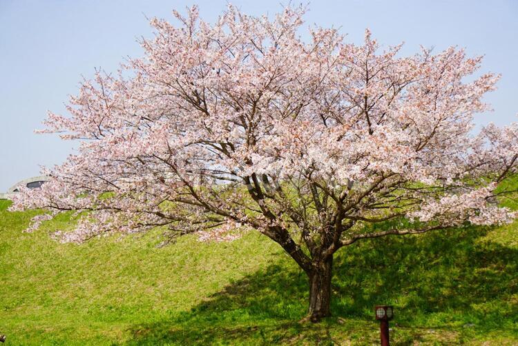 植物素材【桜】ソメイヨシノ 桜,植物,花の写真素材